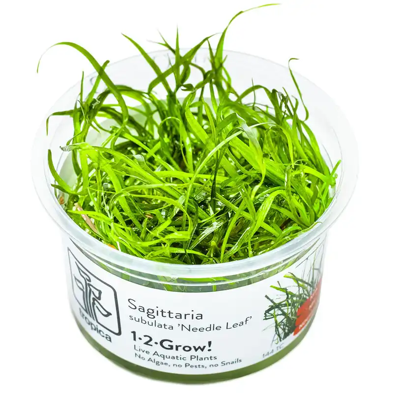 Schneller Versand Sagittaria subulata 'Needle Leaf'