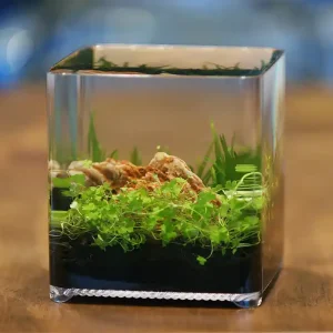 Highlight Ziss ZT-14 Betta Box 2,4L
