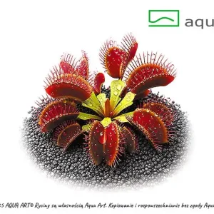 Kracherpreis Dionaea muscipula Ring