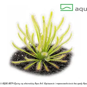 Finale Aktion Drosera capensis 'albino'