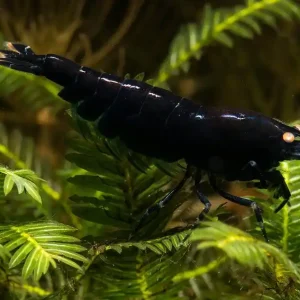 Kracherpreis Dark Blue Tiger OE Garnele