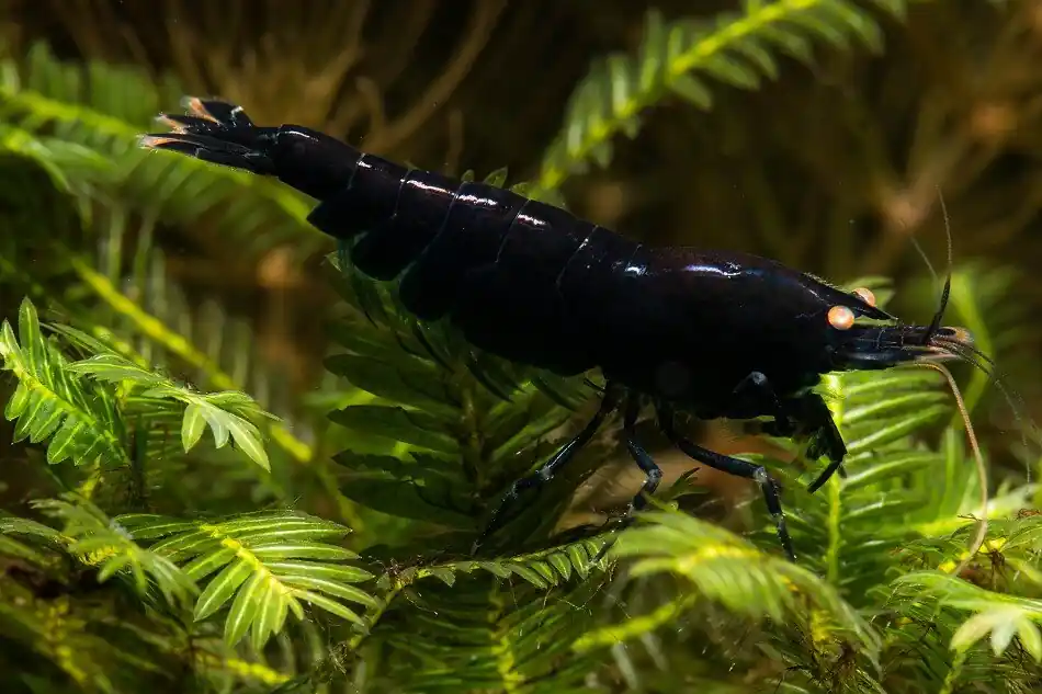 Kracherpreis Dark Blue Tiger OE Garnele