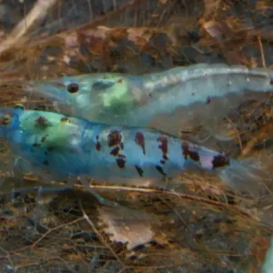 Blue Pearl Garnele (DNZ) Schneller Versand