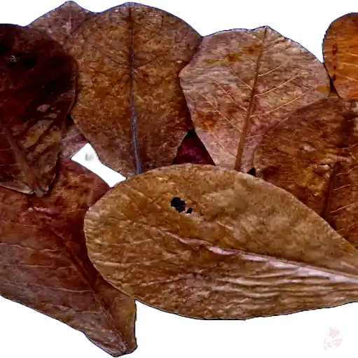 XL Seemandelbaumblätter (Catappa Leaves) | Laub als Weidefläche Abverkauf
