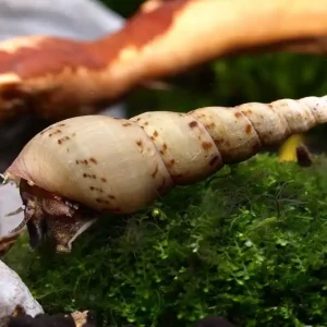 Indische Turmdeckelschnecke (TDS) | Der Boden-Profi Jetzt Bestellen