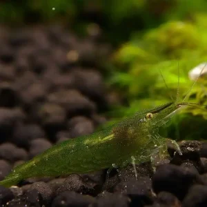 Preiswert Caridina cf. babaulti Green Garnele Caridina cf. babaulti "Green" - Import-Garnelen