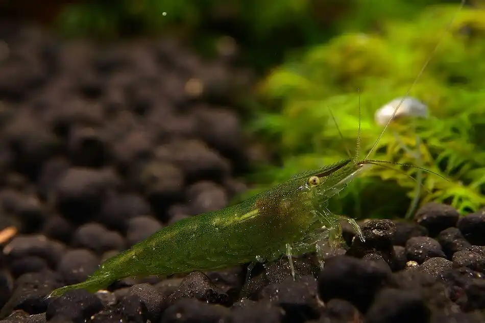 Preiswert Caridina cf. babaulti Green Garnele Caridina cf. babaulti "Green" - Import-Garnelen
