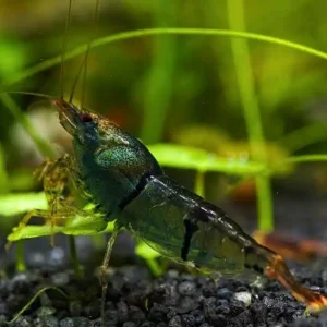 Caridina trifasciata Garnele (DNZ) Rabatt
