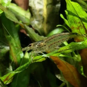 Amano Garnele XL (Caridina multidentata) – extragroße Algenpolizei Zertifiziert