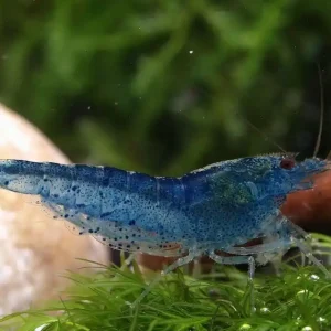 Aura Blue - Rarität! Neu