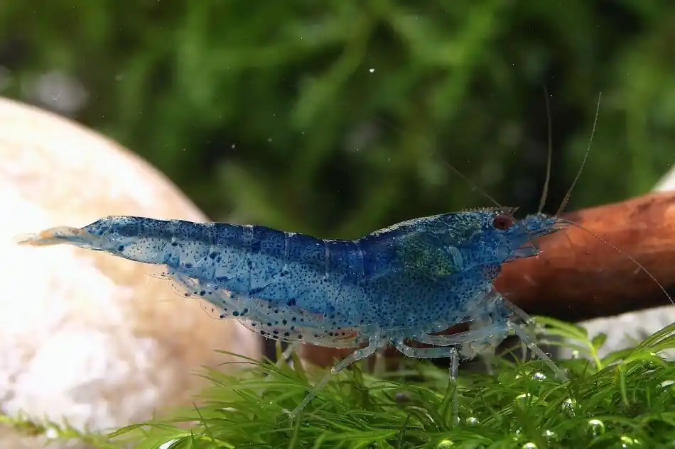 Aura Blue - Rarität! Neu
