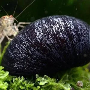 Mega-Angebot Anthrazit-Napfschnecke | Top Algenfresser & keine Vermehrung