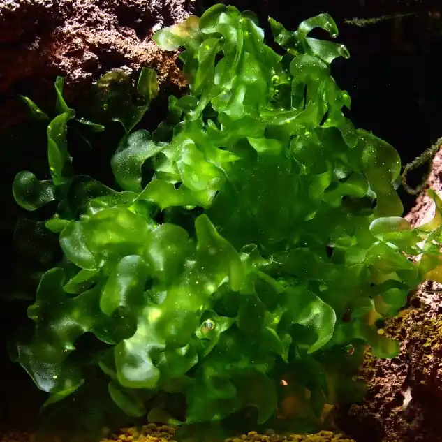 Billig Süßwassertang - Lomariopsis lineata