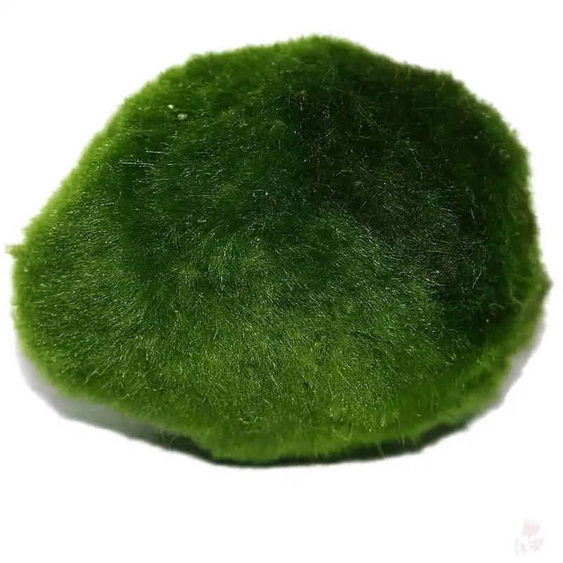 Sale Mooskugel (Aegagropila linnaei) | Ø 5-7 cm