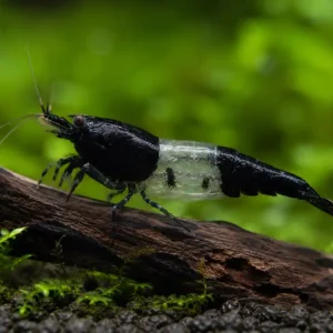 Black Rili Garnele Black Rili Garnele - Deutsche Nachzucht Nur Heute