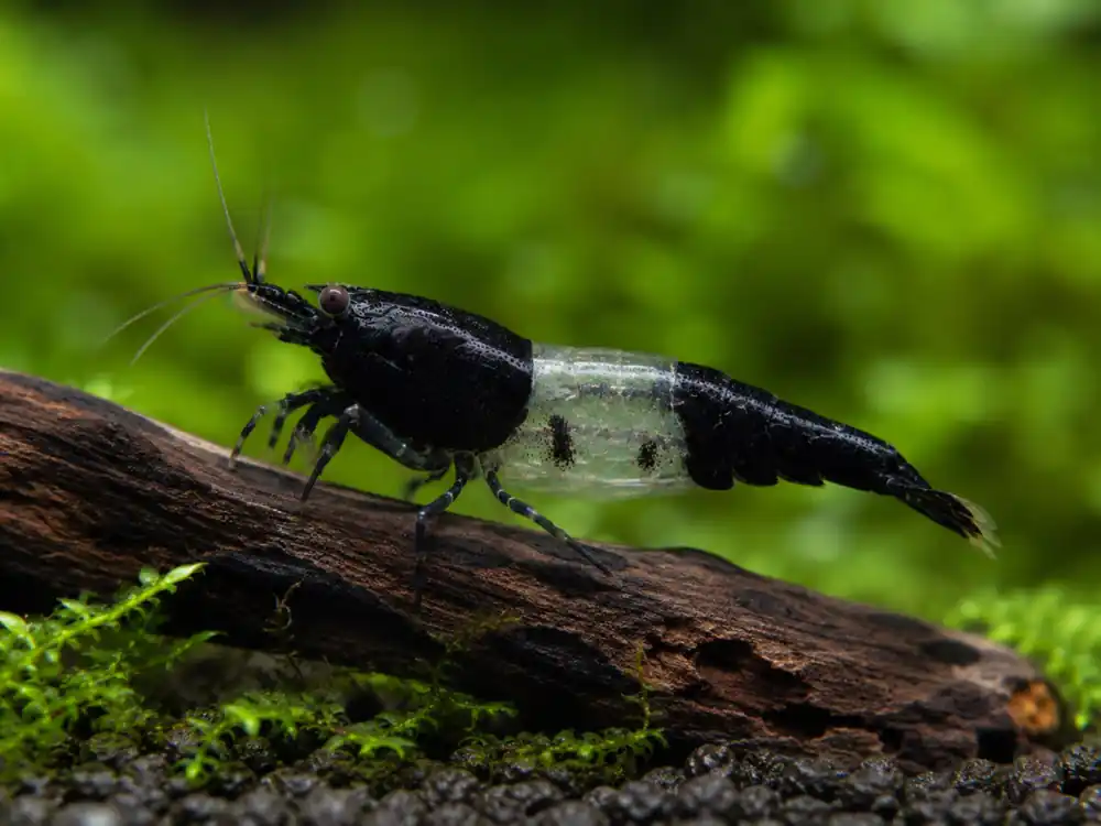 Black Rili Garnele Black Rili Garnele - Deutsche Nachzucht Nur Heute