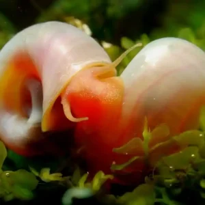 Rosa / Pinke Posthornschnecke (PHS) - Premium Zuchtqualität (DNZ) Neu Im Sortiment