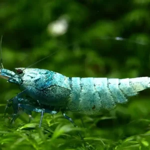 Taiwan Bee Blue Bolt Garnele (DNZ) Knallerangebot