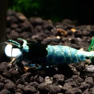 Taiwan Bee Blue Shadow Mosura (DNZ) Top-Seller