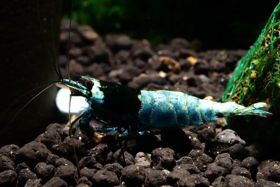 Taiwan Bee Blue Shadow Mosura (DNZ) Top-Seller