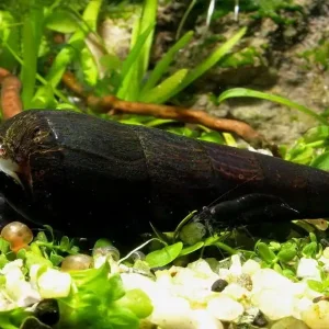Markenprodukt Teufelsdornschnecke - Faunus ater "black"
