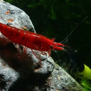Abverkauf Bloody Mary Sakura Garnele (A-Qualität) – Intensivstes Blutrot