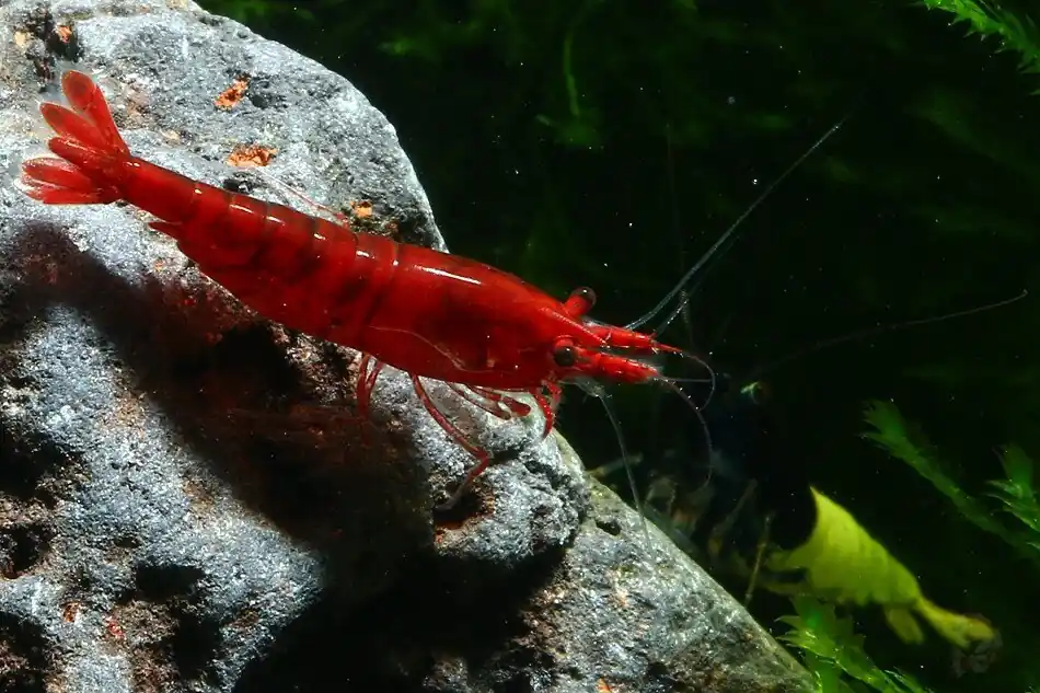Abverkauf Bloody Mary Sakura Garnele (A-Qualität) – Intensivstes Blutrot