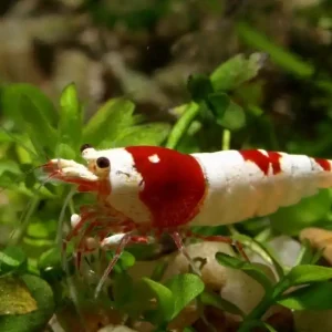 Red Bee PRL II Garnele Echt