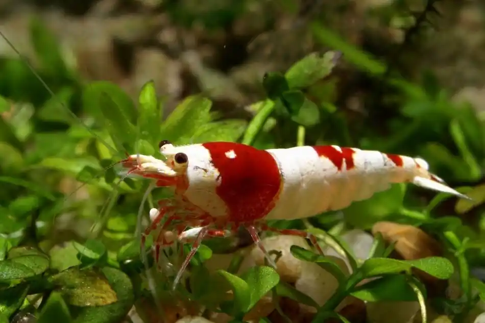 Red Bee PRL II Garnele Echt