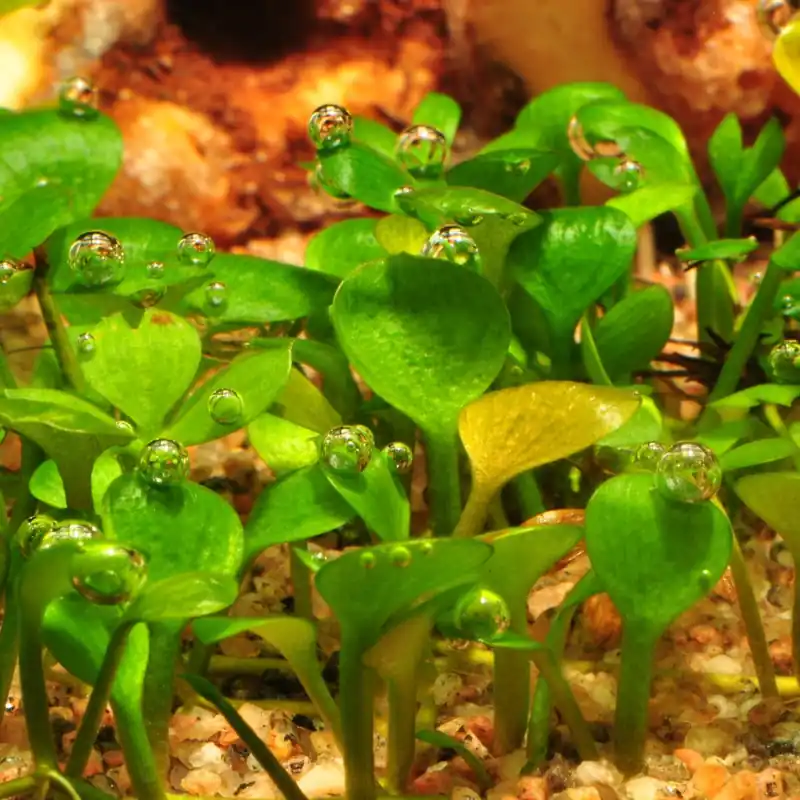Neu Im Sortiment Marsilea hirsuta 1-2-GROW! | Kleefarn Bodendecker