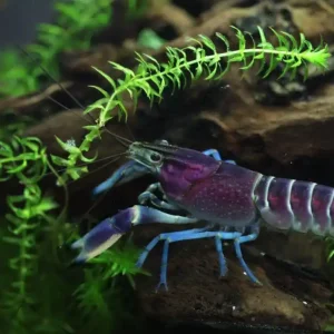 Jetzt Bestellen Cherax pulcher (vormals hoa creek) - Männchen Männchen