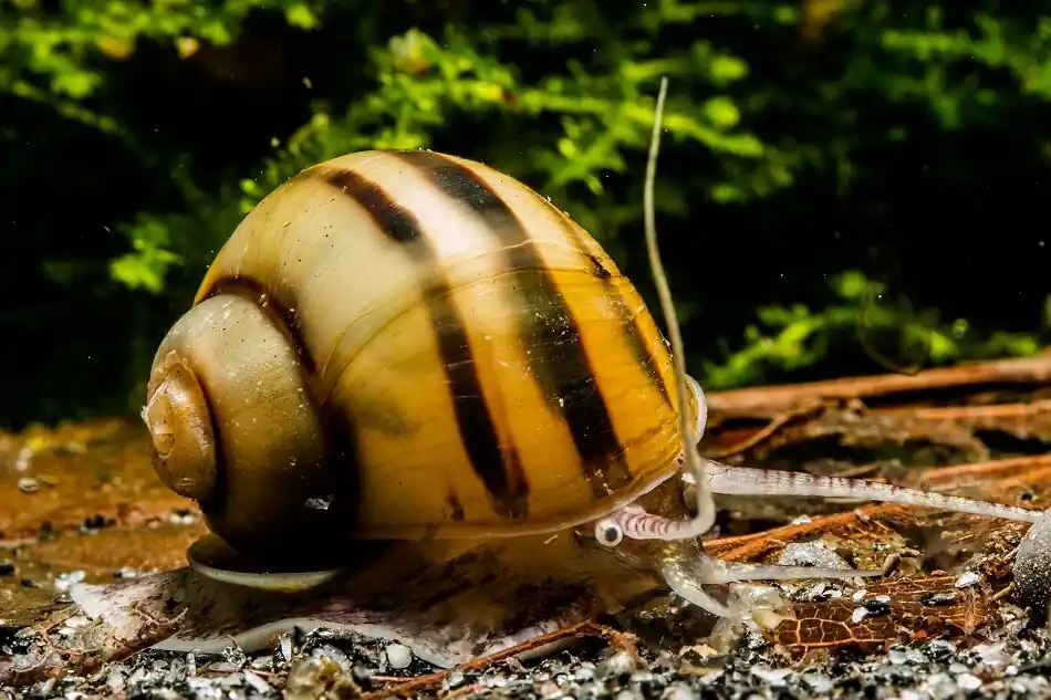 Direkt Vom Hersteller Zebra Apfelschnecke - Asolene spixi (DNZ)