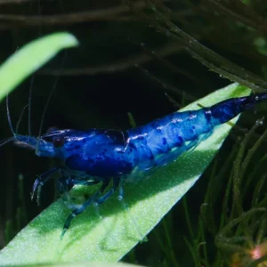 Billig Blue Rili Garnele (DNZ)