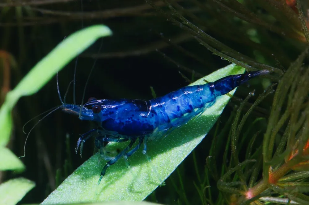Billig Blue Rili Garnele (DNZ)