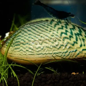 Grüne Ornamentmuschel - Scabies crispata Markenware