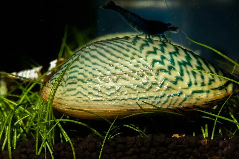 Grüne Ornamentmuschel - Scabies crispata Markenware