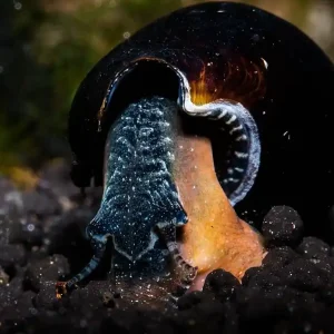 Top-Seller Lava-Schnecke | Faunus ater | Tiefschwarzer Filtrierer & Boden-Profi | Keine Vermehrung im Süßwasser
