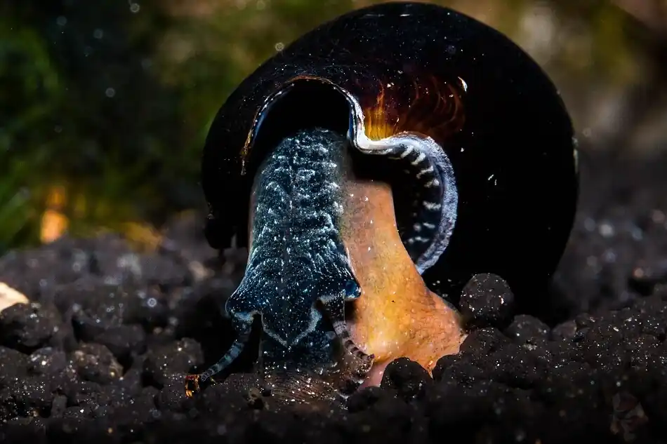 Top-Seller Lava-Schnecke | Faunus ater | Tiefschwarzer Filtrierer & Boden-Profi | Keine Vermehrung im Süßwasser