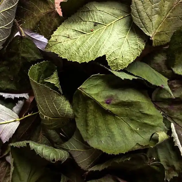 Brombeer-Laubblätter (grün), 30 Stk. | Naturfutter für Garnelen Neuheit