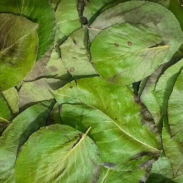 Birnen Laubblätter (grün getrocknet), 40 Blätter | Naturfutter für Garnelen Kracherpreis