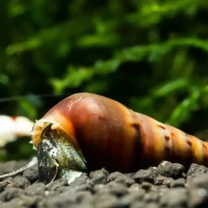 Sale Mokka Turmdeckelschnecke (DNZ) | Boden-Profi & Warnsystem