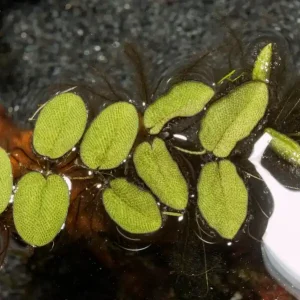Salvinia natans (Schwimmfarn), kleine Portion Schneller Versand