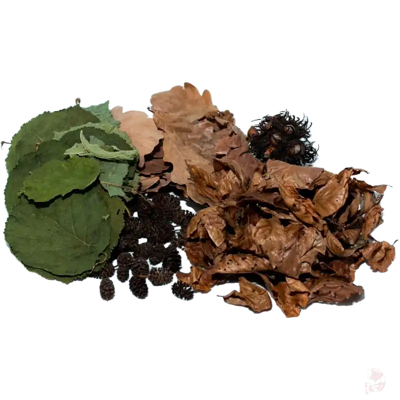 Laubblätter Starterset Naturprodukte | 5-teiliger Mix Abverkauf