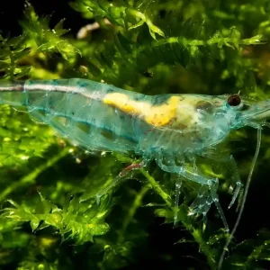 Blue Jelly Garnele (Import) Blue Jelly - Importtiere Bestpreis