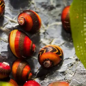 Online Kaufen Rote Rennschnecke (Neritina waigiensis) | Bunter Algenfresser
