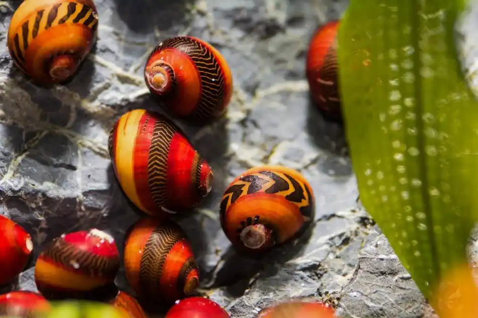 Online Kaufen Rote Rennschnecke (Neritina waigiensis) | Bunter Algenfresser