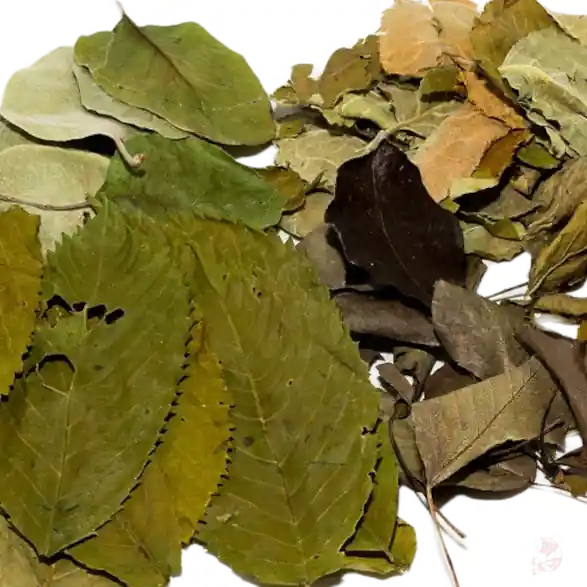 Echt Obstbaumblätter-Mix (grün) | 5 Sorten Naturfutter für Garnelen