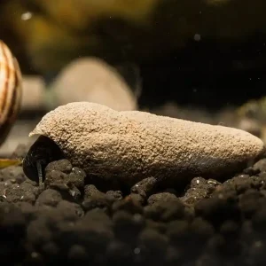 Top-Seller Donnerkeilschnecke (Tylomelania) | Urzeit-Optik & Rarität