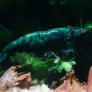 Preisknaller Green Jade Garnele | Die smaragdgrüne Garnele