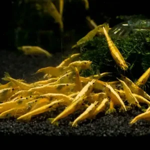 Yellow Fire neon Garnele Abverkauf
